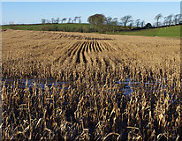 SD4864 : Maize crop by Ian Taylor