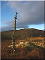 NY5000 : A dead tree in the enclosure above Longsleddale by Karl and Ali