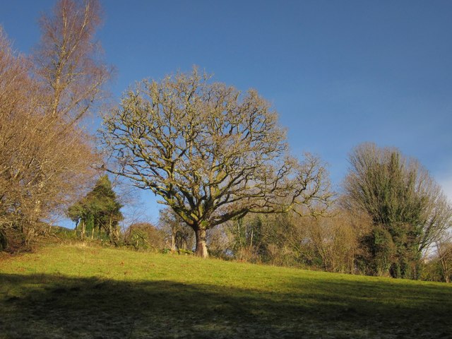 Trees near Higher Hill