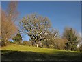 Trees near Higher Hill