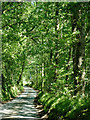 SN5555 : Lane south-east of Tal-sarn, Ceredigion by Roger  D Kidd