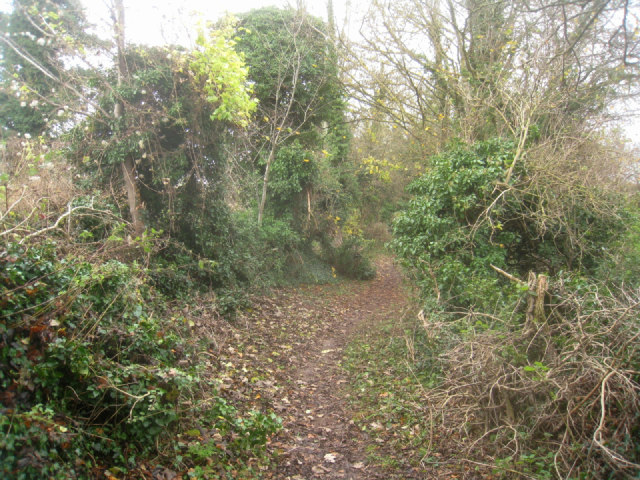Overgrown footpath/byway