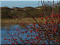 Berries next to a small lake