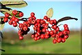 Cotoneaster berries - Wath Golf Course