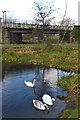 Swans on the Dearne and Dove Canal