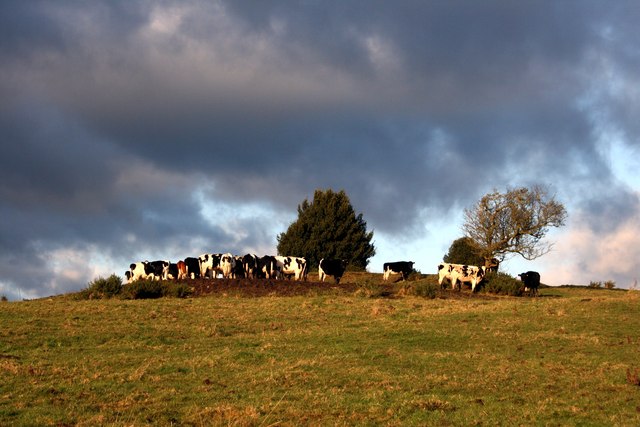 Cattle enjoying some winter sunshine