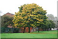 Trees, Durants Park