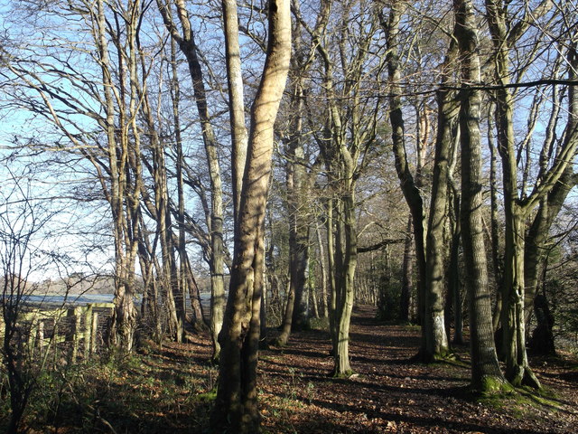 Footpath to the A21, Silver Hill (2)