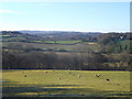 Sheep field, near Ockham House