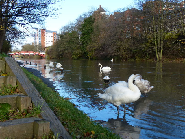 Swans on a flooded towpath