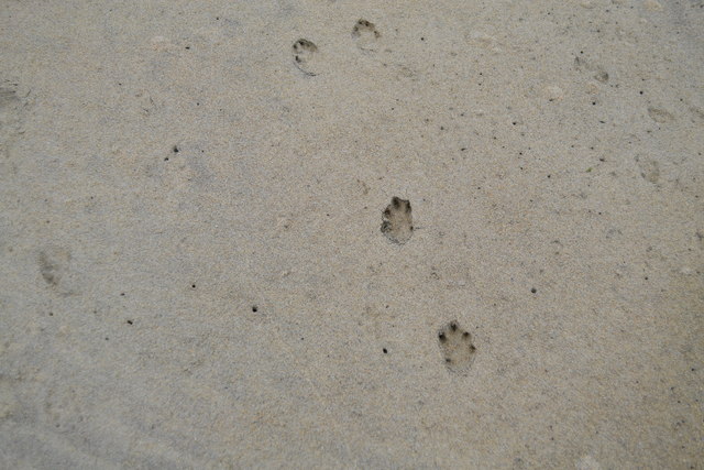 Otter Footprints (but no Otter)