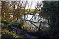 Waterlogged copse at the field edge