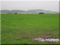 Field, Knockendale