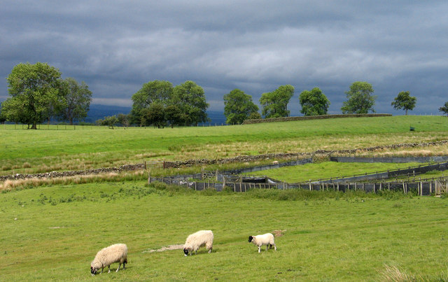 Sheepfold near Murton