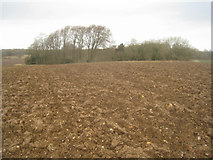 SU6055 : Wooded chalk pit in Hampshire Downs by Mr Ignavy