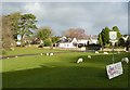 Sheep on Lower Green, Reynoldston