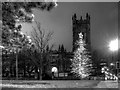SJ8398 : Cathedral and Christmas Tree by David Dixon
