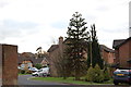 Araucaria Araucana tree, Highview Close