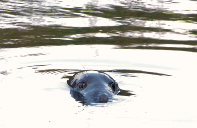 Seal, River Lagan near Dunmurry (1)