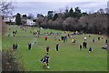 Newton Abbot : Football Pitches