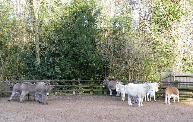 Donkeys At (where Else) The EST Donkey... © Terry Robinson Cc-by-sa/2.0 ...