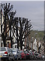 Glycena Road, with pruned trees