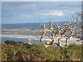 A dead tree amongst the heathland on Trelyon Downs