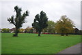 Trees, Albany Park