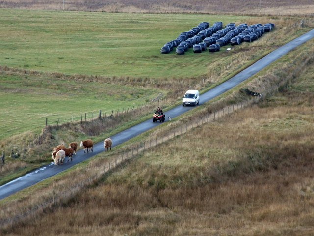 Driving cattle on the Totescore road