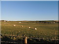 Farmland at Long Forth