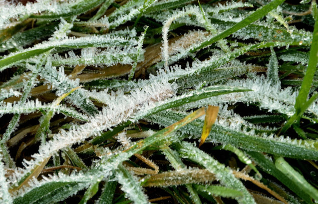 Frosty grass, Helen's Bay