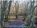 Path in Thrift Wood