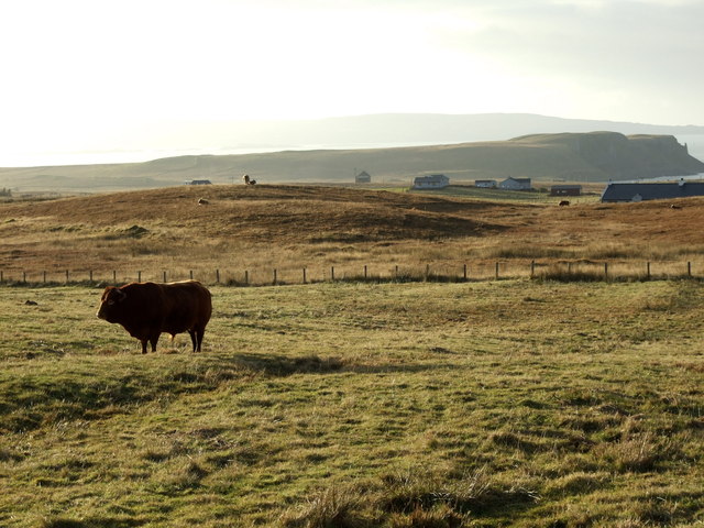Bull in a field at Clachan