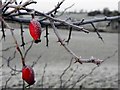 Frosted rosehips, Glennan