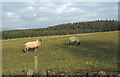 Field with sheep north of Peth Lane