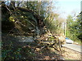 Fallen tree and rocks by West Hoathly Road