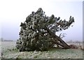 Uprooted evergreen tree near Nettleton