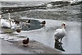 Swan on ice, Tweedbank