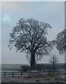 SP9707 : Rime iced tree by Rob Farrow
