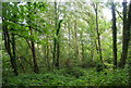 Woodland near Hawkenbury