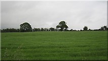 H2191 : Grass crop by Richard Webb