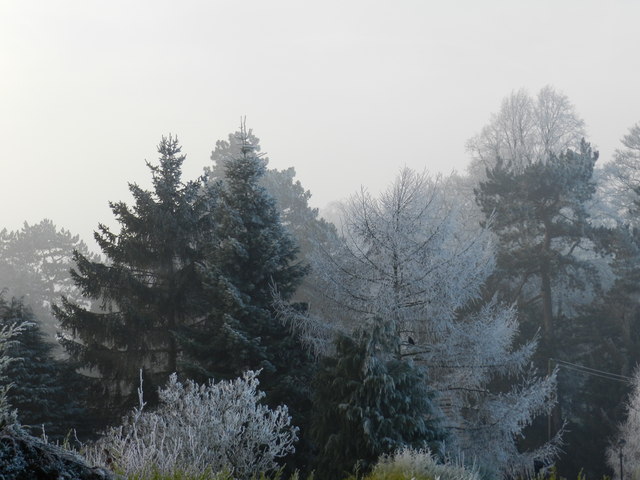 Frosted conifers in the mist