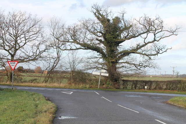 Ivy-covered tree at road junction