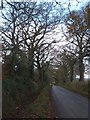 The road past Blackpark Wood