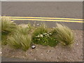 Wild Carrots - Cardiff Bay