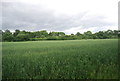 Wheat field