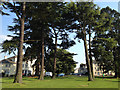 Cedars and Giant Redwoods, Emscote Lawn