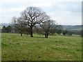 Winter trees on the south side of the Dearne valley