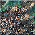 Ground beneath a Cedar of Lebanon, Myton Road