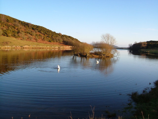 Swans on Dalbeattie Reservoir